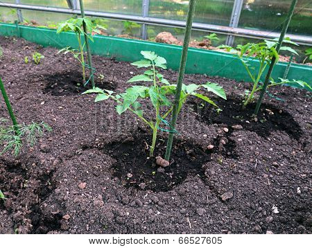 Young Tomato Plants In The Garden Bed