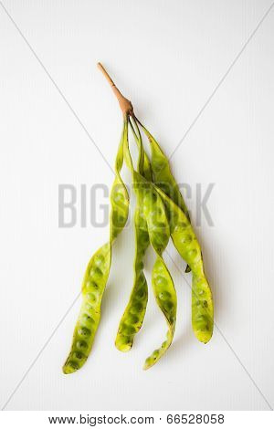 SatoOnWhiteBackground