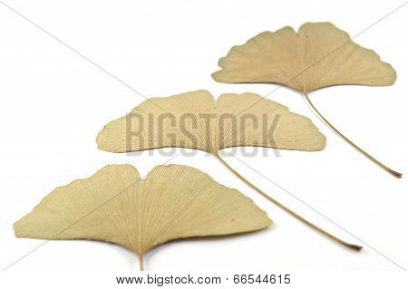 Ginkgo leaf
