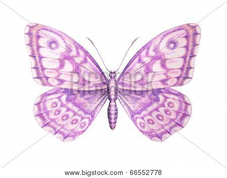 Sweet Pink Butterfly Detailed Painting. Isolated On White