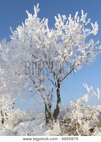 Winter Baum
