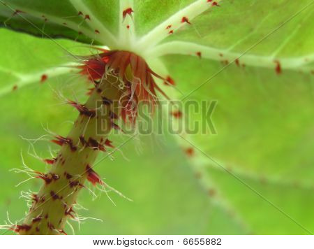 Begonia's Leaf von unten