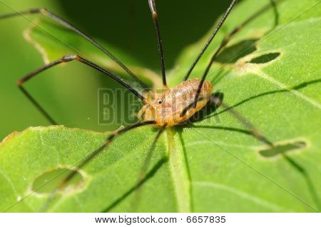 แมงมุมขายาว-Pholcus-phalangioides
