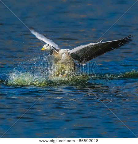 Bar-headed Goose