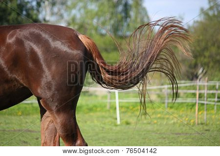 Brown Horse Swinging Its Tail