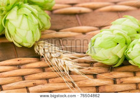 Fresh green hops