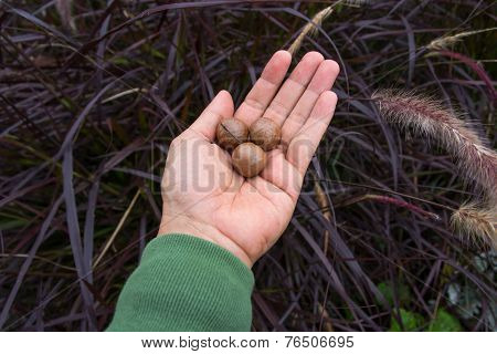 Macadamia Nuts On Hand