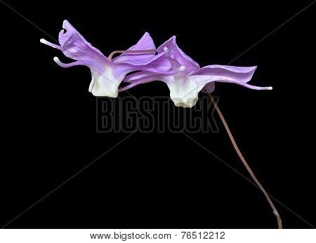 Flowers Of Barrebwort