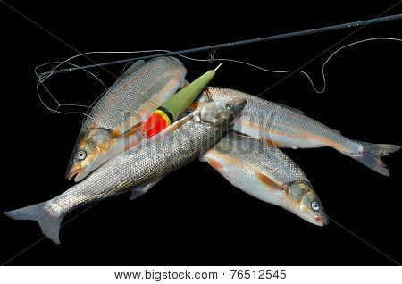 Catch Of Fish