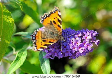 Small Tortoiseshell butterfly