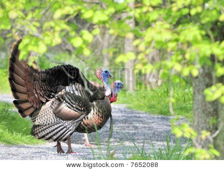 Wild Tyrkiet (meleagris domesticus)