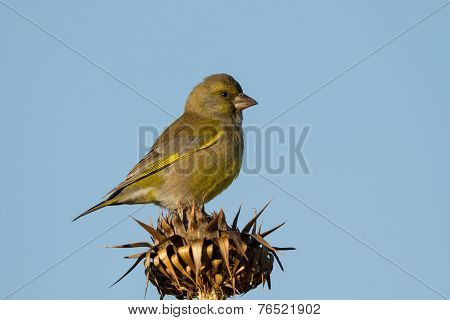 European Greenfinch