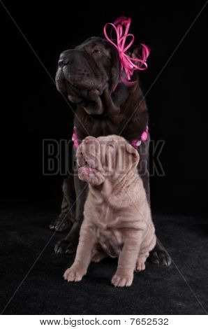 Glad hund venner