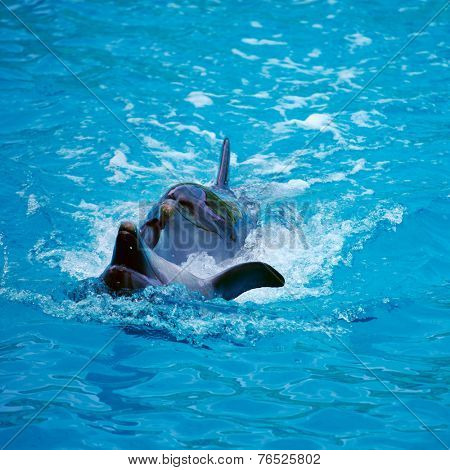 Two dolphins close up. Adler. Sochi