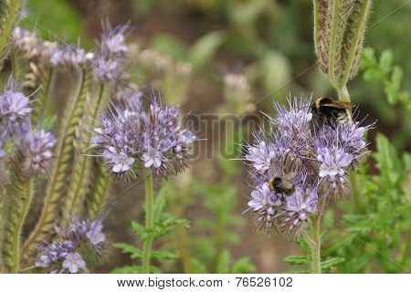 Bumblebee On Purple Flower