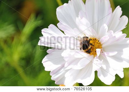 Bumblebee On White Flower
