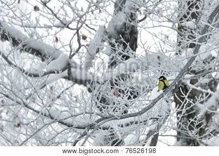 iced tit