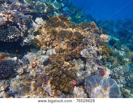 coral reef