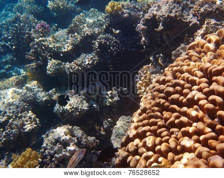 coral reef