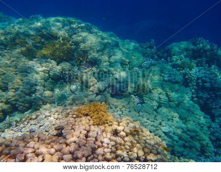 coral reef