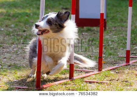 Agility Dog With A Bluemerle Border Collie