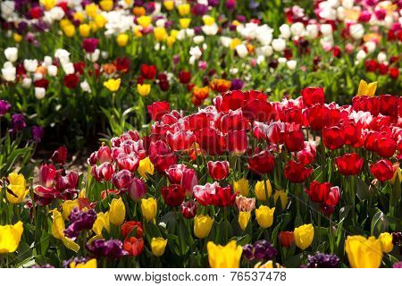 Tulips at Canberra's Floriade Festival