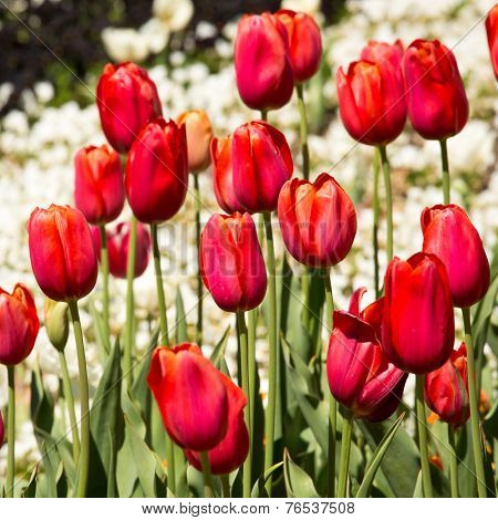 Tulips at Canberra's Floriade Festival