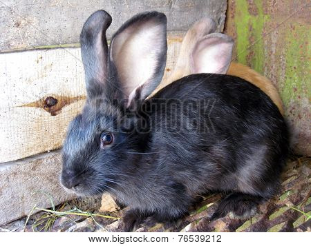 Small Nice Rabbits