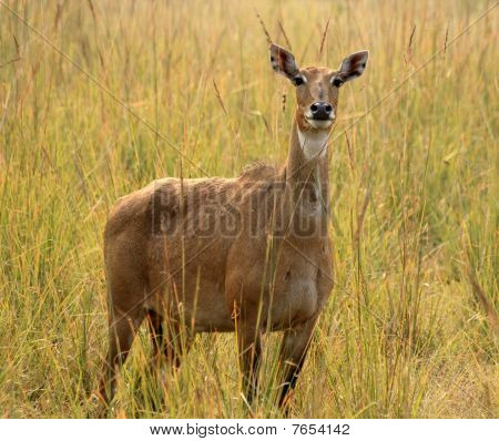 nilgai