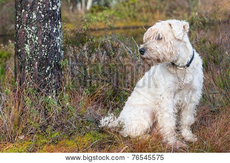 soft-coated terrier