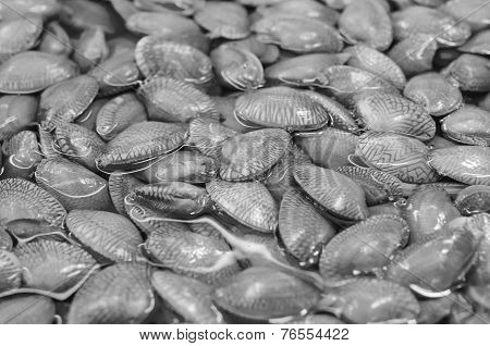 Clam Black Color