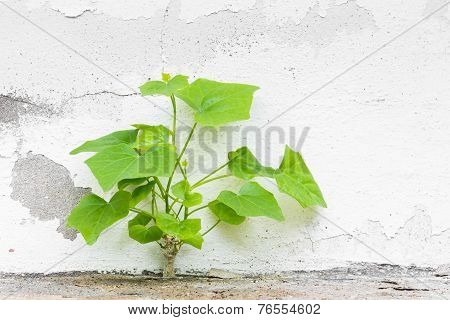 Ivy Gourd
