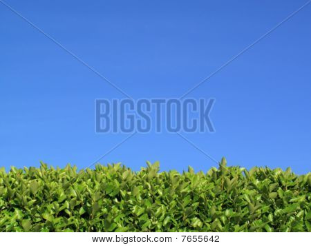 Liguster hæk og blå himmel baggrunden
