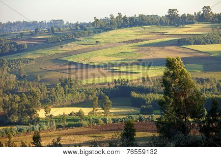 Patchwork of farms and forest in rural Ethiopia
