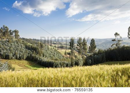 patchwork of farmland and forest in the highlands of Ethiopia