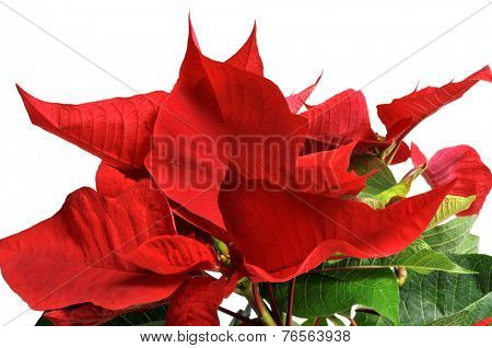 closeup of a red poinsettia on a white background