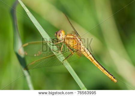 A skimmer dragonfly