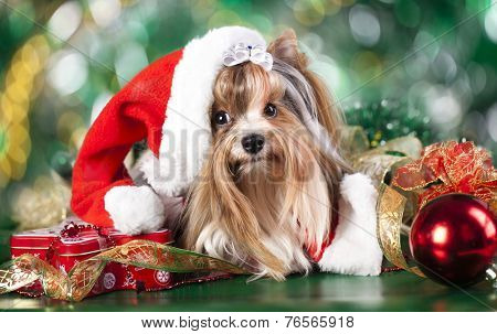  biewer-york puppy with santa hats