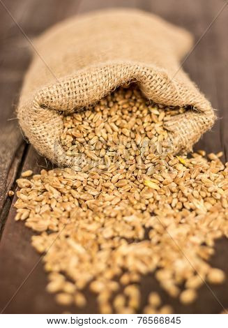 Wheat Seeds