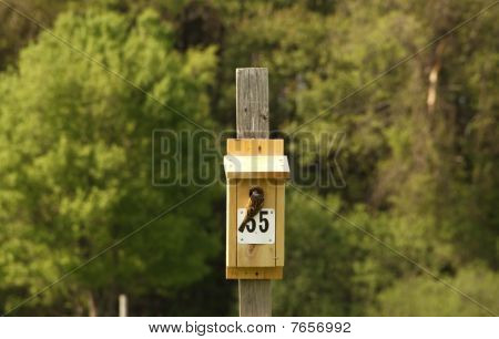 Sparrow (Passeridae)
