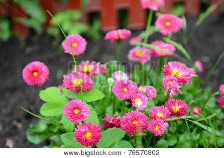 Garden flowers