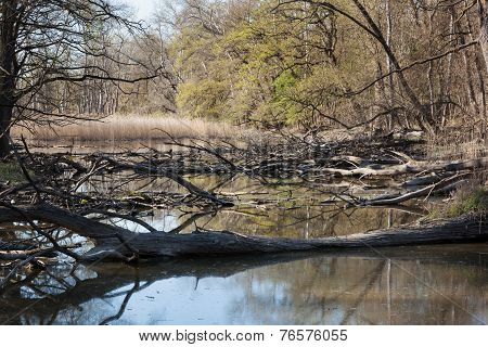 Natural Forest With Swamp