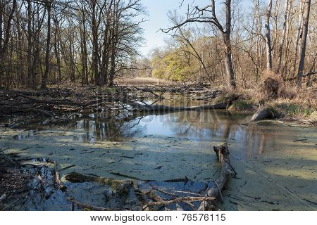 Natural Forest With Swamp