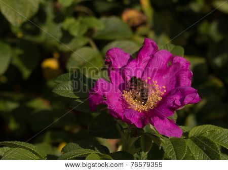 Wasp on flower