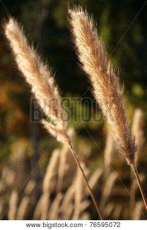 Golden grass in pond