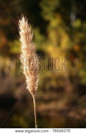 Golden grass in pond