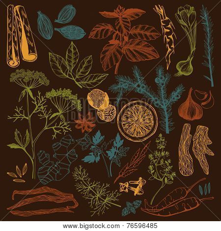 hand drawn spices and herb