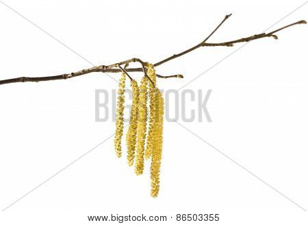 Hazel catkins