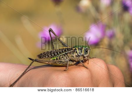 Grasshopper