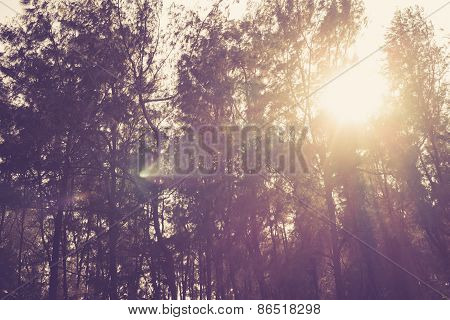 Sunbeams In The Woods